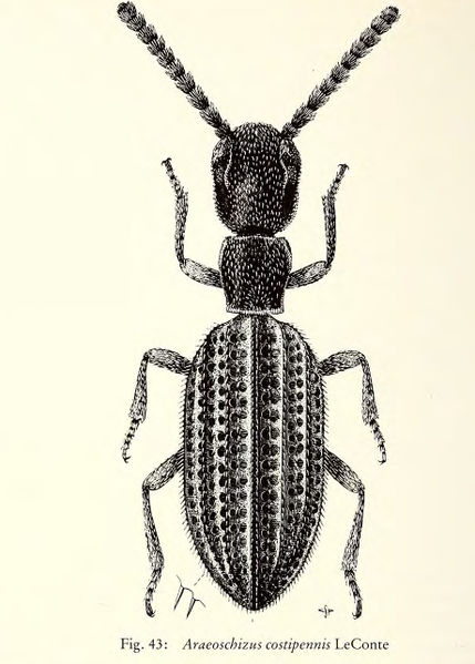 File:Araeoschizus-costipennis.jpg