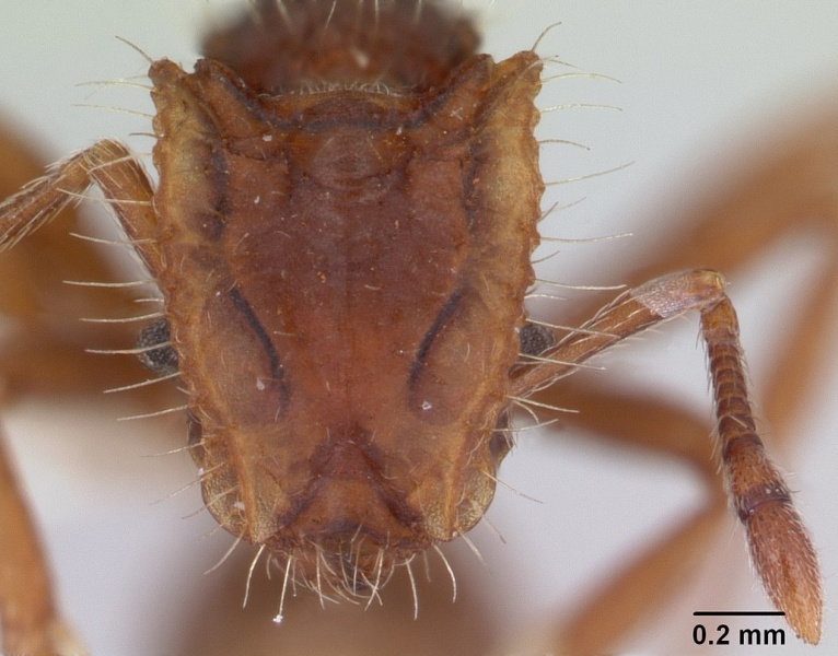 File:Blepharidatta conops casent0178582 head 1.jpg