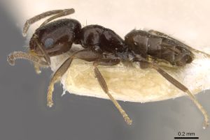 Brachymyrmex brevicornoeides casent0909938 p 1 high.jpg