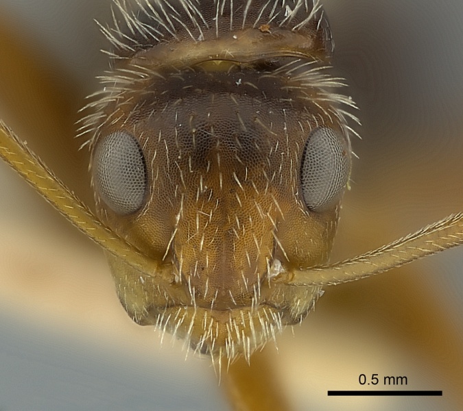 File:Camponotus biolleyi casent0217613 h 1 high.jpg