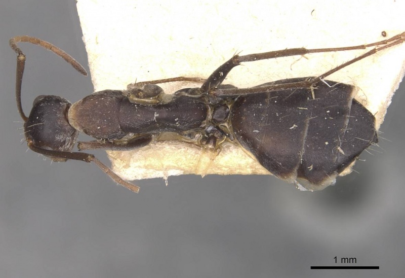 File:Camponotus rufoglaucus casent0910323 d 1 high.jpg