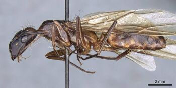 Camponotus sphenocephalus casent0905510 p 1 high.jpg