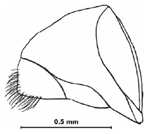 Crematogaster gordani 5.jpg