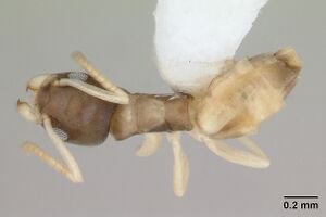 Tapinoma melanocephalum casent0173744 dorsal 1.jpg