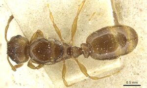 Tetramorium punctatum casent0915053 d 1 high.jpg