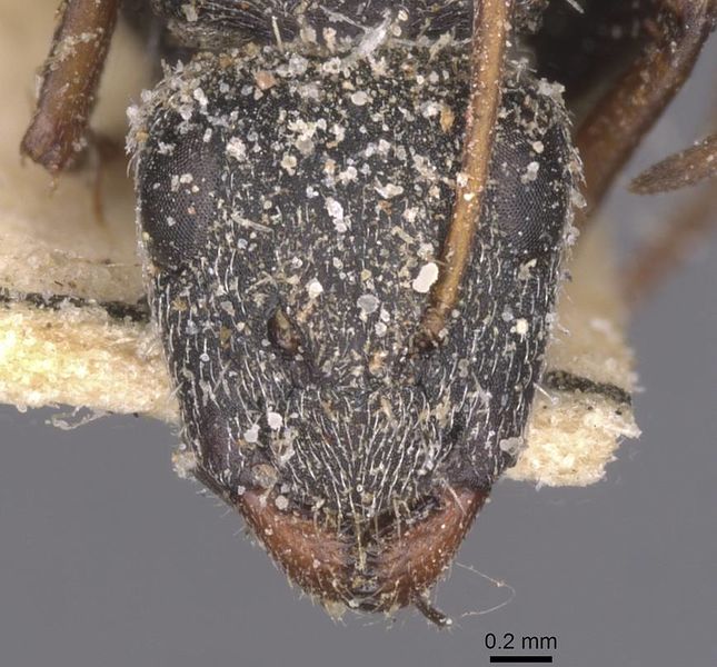File:Camponotus auropubens jacob casent0911823 h 1 high.jpg