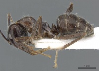 Camponotus melanus casent0905893 p 1 high.jpg