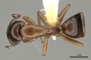 Camponotus orthocephalus casent0619235 d 1 high.jpg