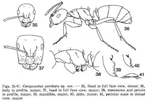 Camponotus yambaru - AntWiki
