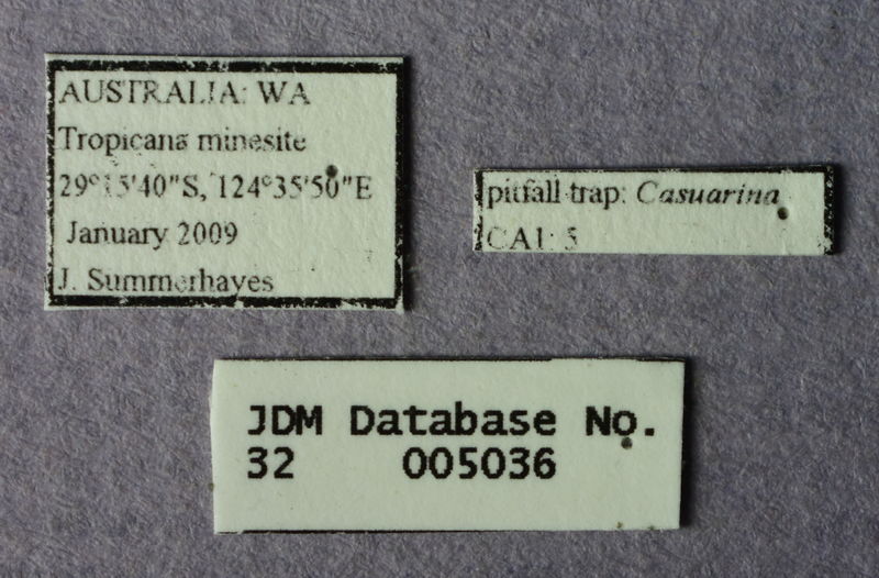 File:Melophorus minimus minor labels JDM32-005036.JPG