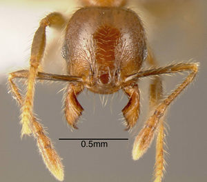 Pheidole prattorum casent0635505 h 1 high.jpg