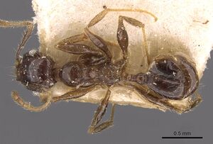 Pheidole xocensis casent0907840 d 1 high.jpg