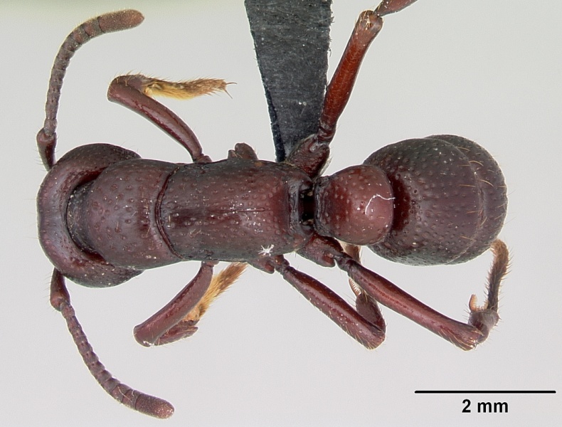 File:Psalidomyrmex procerus casent0003082 dorsal 1.jpg