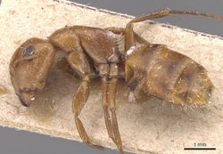 Camponotus bottegoi casent0905429 p 1 high.jpg