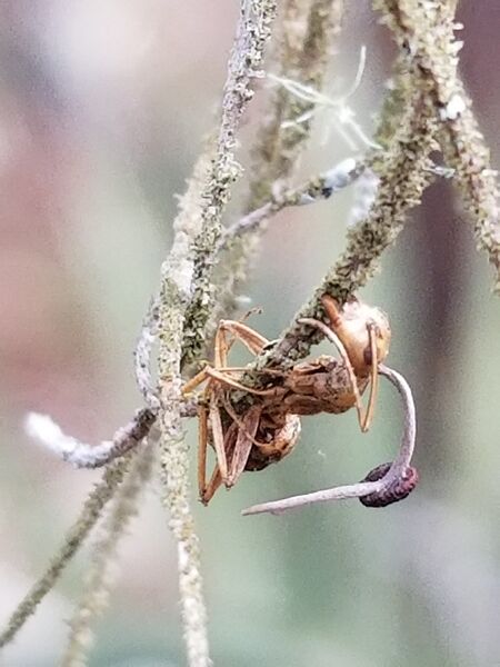 File:Camponotus floridanus, Ophiocordyceps unilateralis, Seminole County, FL, USA, Charissa de Bekker.jpg