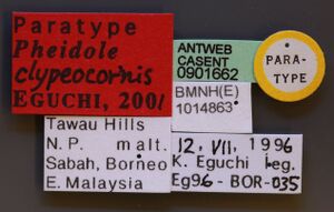 Pheidole clypeocornis casent0901662 l 1 high.jpg