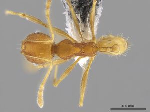 Pheidole machaquila CASENT0614275 d.jpg