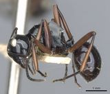 Polyrhachis ugiensis casent0903415 p 1 high.jpg