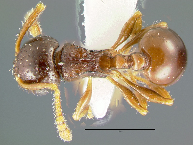 File:Pristomyrmex-divisusD5x.jpg