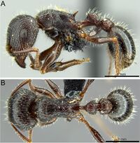 Tetramorium margueriteae F16a-b.JPG