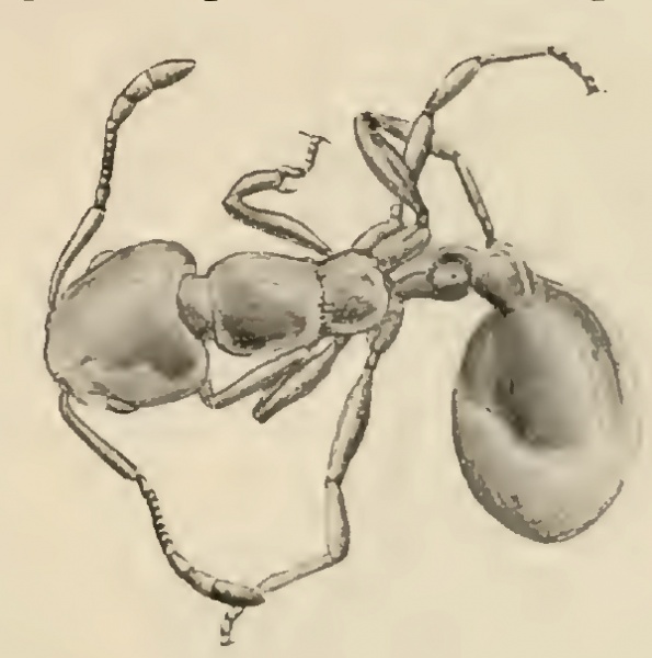 File:Wheeler 1915i-61d Monomorium pilipes.jpg