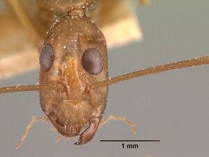 Camponotus hova hovoides casent0101429 head 1.jpg