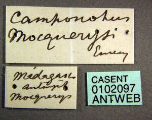 Camponotus mocquerysi casent0102097 label 1.jpg
