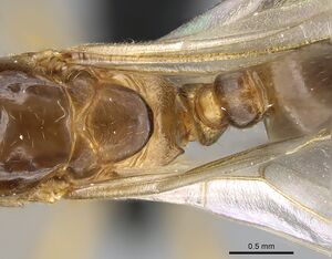 Crematogaster hazolava casent0160002 d 2 high.jpg