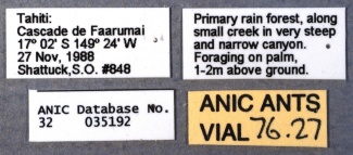 Nylanderia vaga ANIC32-035192 labels-Antwiki.jpg