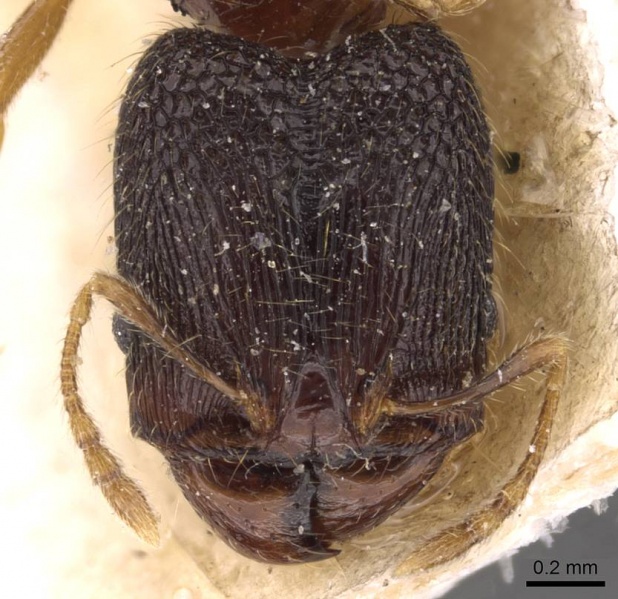 File:Pheidole templaria casent0908003 h 1 high.jpg