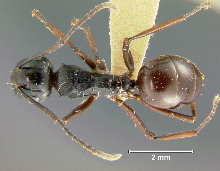 File:Polyrhachis-aequalis HUMCZ001D.jpg