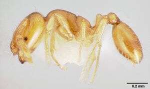 Solenopsis molesta casent0005936 profile 1.jpg