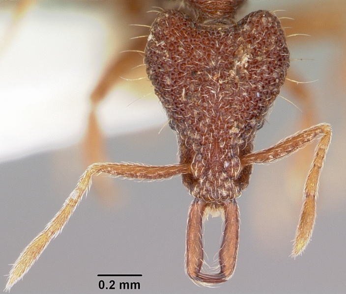 File:Strumigenys caniophanes casent0102637 head 1.jpg