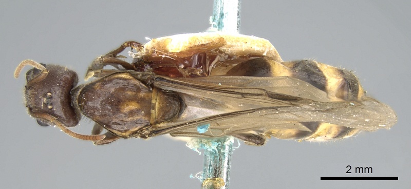 File:Anonychomyrma tigris casent0906230 d 1 high.jpg