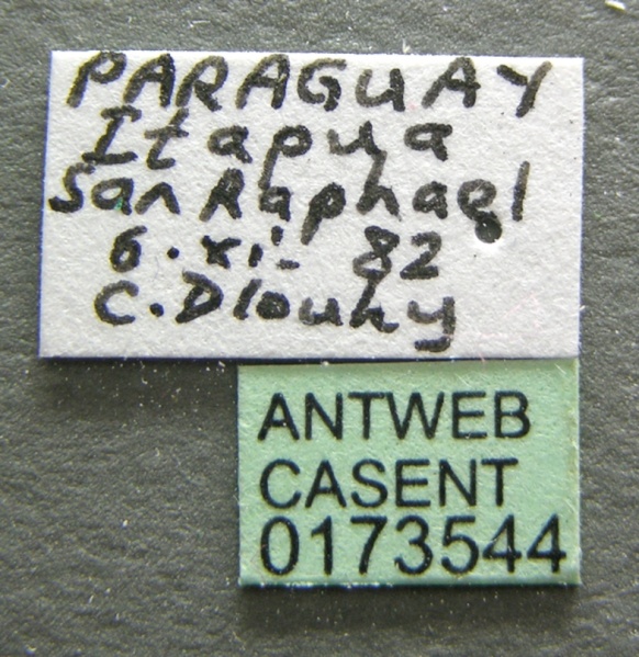 File:Heteroponera microps casent0173544 label 1.jpg