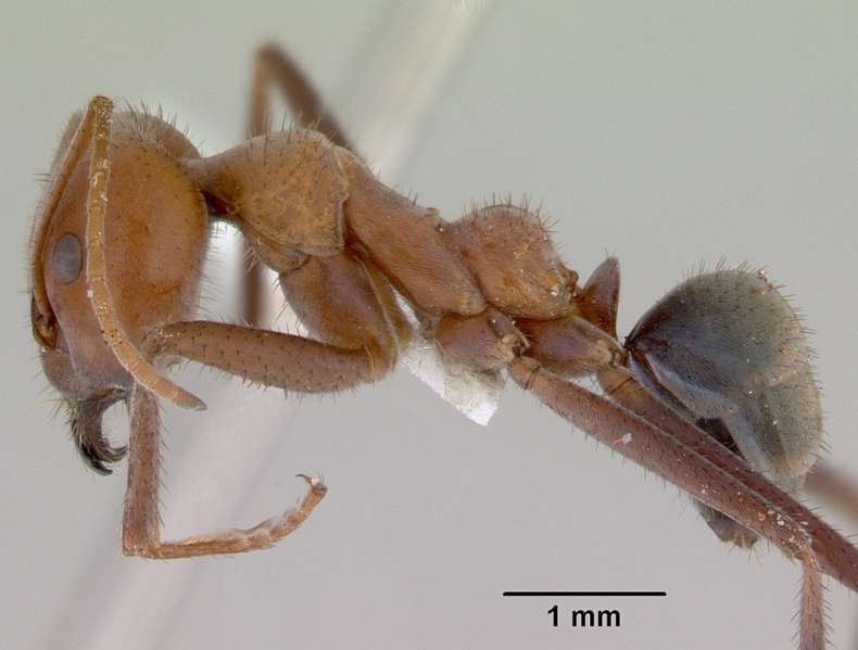 File:Iridomyrmex reburrus casent0172007 profile 1.jpg