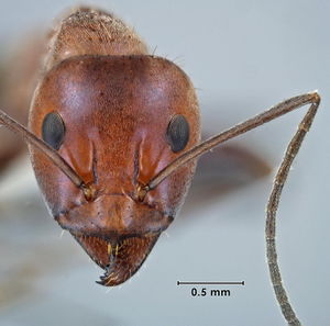 Iridomyrmex roseatus head view