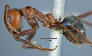 Iridomyrmex variscapus side view