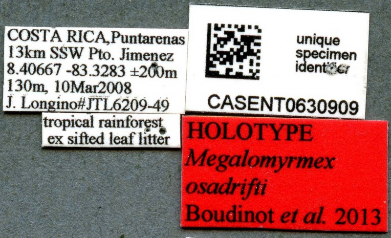 File:Megalomyrmex osadrifti casent0630909 l 1 high.jpg