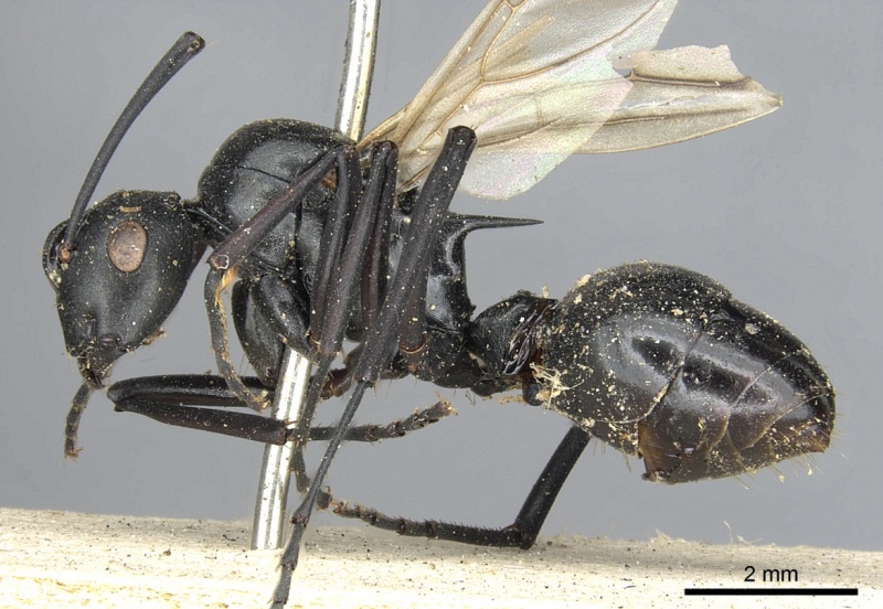 File:Polyrhachis nitida casent0901851 p 1 high.jpg