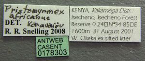 Pristomyrmex africanus casent0178303 label 1.jpg