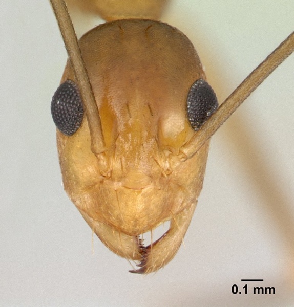 File:Anoplolepis gracilipes casent0125111 head 1.jpg