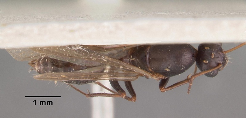 File:Camponotus auropubens aldabrensis casent0102449 dorsal 1.jpg