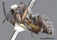 Camponotus mussolinii casent0903559 p 1 high.jpg