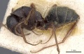 Camponotus rufoglaucus casent0905360 p 1 high.jpg