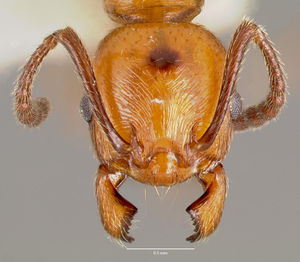 Huberia striata casent0006149 head 1.jpg