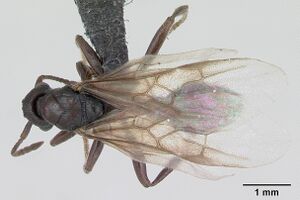 Myrmica sabuleti casent0173178 dorsal 1.jpg