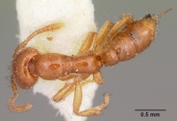 Onychomyrmex mjobergi casent0104585 dorsal 1.jpg