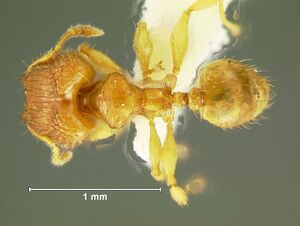 Pheidole-clypeocornisD6.3.jpg