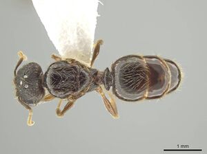 Pheidole atitlana CASENT0605263 d.jpg